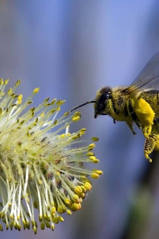 Обои полет, цветок, пчела, flight, flower, bee разрешение 1920x1200 Загрузить