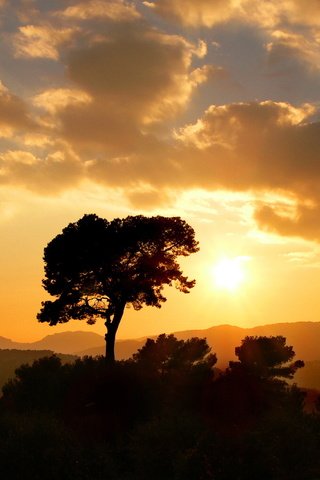 Обои облака, солнце, дерево, закат, golden sun, clouds, the sun, tree, sunset разрешение 2560x1600 Загрузить