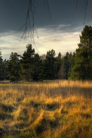 Обои небо, трава, деревья, лес, ели, береза, сухая, the sky, grass, trees, forest, ate, birch, dry разрешение 1920x1200 Загрузить