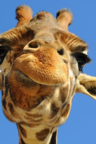 Обои морда, небо, животное, жираф, face, the sky, animal, giraffe разрешение 1920x1200 Загрузить