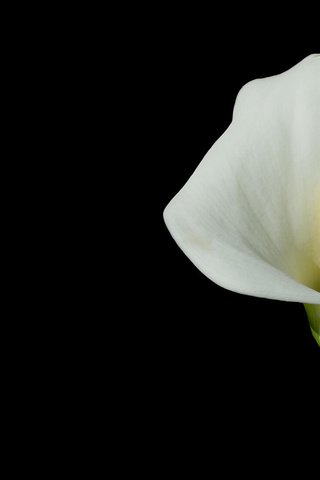 Обои цветок, темный фон, калла, flower, the dark background, calla разрешение 1920x1200 Загрузить