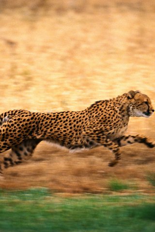 Обои природа, бег, гепард, nature, running, cheetah разрешение 2500x1667 Загрузить