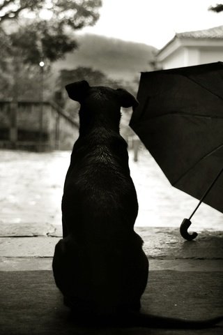 Обои стиль, зонтик, пес, двор, style, umbrella, dog, yard разрешение 2560x1600 Загрузить