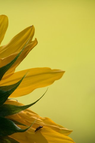 Обои природа, обои, подсолнух, макро фотография, nature, wallpaper, sunflower, macro photo разрешение 2560x1600 Загрузить