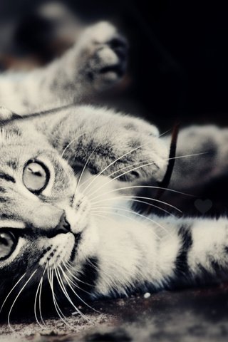Обои глаза, фото, кот, мордочка, шерсть, чёрно-белое, eyes, photo, cat, muzzle, wool, black and white разрешение 1920x1200 Загрузить