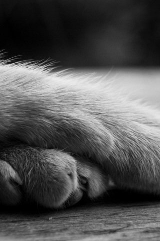 Обои лапы, кошка, чёрно-белое, лежит, paws, cat, black and white, lies разрешение 2843x1803 Загрузить