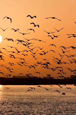Обои закат, чайки, волга, sunset, seagulls, volga разрешение 1918x1080 Загрузить