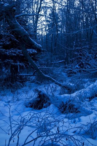 Обои лес, зима, синий, forest, winter, blue разрешение 2272x1704 Загрузить