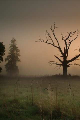 Обои дерево, туман, паутина, tree, fog, web разрешение 1920x1440 Загрузить