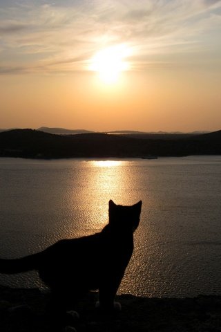 Обои небо, закат, море, кошка, силуэт, the sky, sunset, sea, cat, silhouette разрешение 3264x2448 Загрузить