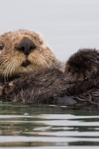 Обои вода, калифорния, калан, морская выдра, выдра, water, ca, kalan, sea otter, otter разрешение 3504x2336 Загрузить