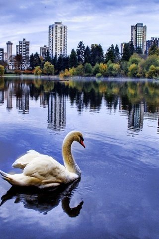 Обои город, пруд, лебедь, the city, pond, swan разрешение 1920x1440 Загрузить