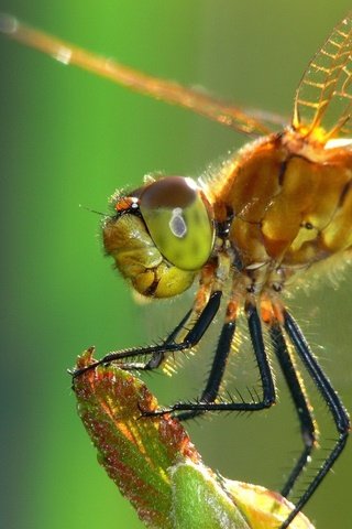 Обои насекомое, крылья, стрекоза, стебель, крупным планом, insect, wings, dragonfly, stem, closeup разрешение 1920x1440 Загрузить