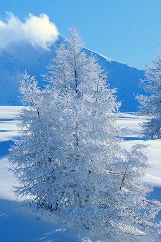 Обои горы, снег, ель, mountains, snow, spruce разрешение 1920x1200 Загрузить