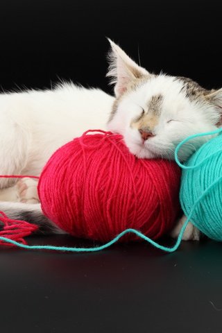 Обои кот, красный, голубой, клубки, cat, red, blue, balls разрешение 5616x3744 Загрузить
