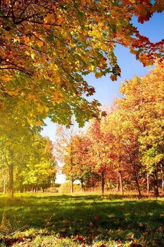 Обои деревья, листья, дорожка, осень, autumn trees, опадающие, trees, leaves, track, autumn, falling разрешение 3872x2572 Загрузить