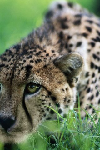 Обои трава, охота, гепард, grass, hunting, cheetah разрешение 1920x1200 Загрузить