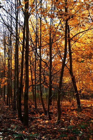 Обои деревья, осень, германия, way of wood, trees, autumn, germany разрешение 2500x1563 Загрузить