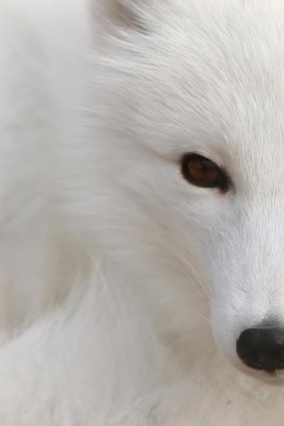 Обои белый, лис, white, fox разрешение 1920x1200 Загрузить