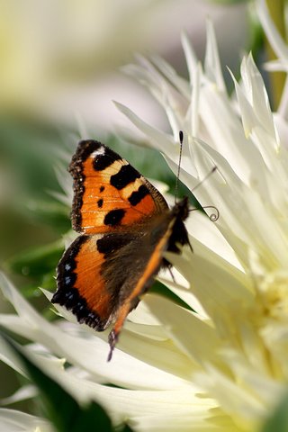 Обои макро, цветок, лепестки, бабочка, пыльца, крапивница, macro, flower, petals, butterfly, pollen, urticaria разрешение 1920x1200 Загрузить