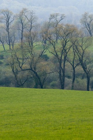 Обои трава, деревья, зелень, лес, поле, луг, весна, grass, trees, greens, forest, field, meadow, spring разрешение 2560x1600 Загрузить