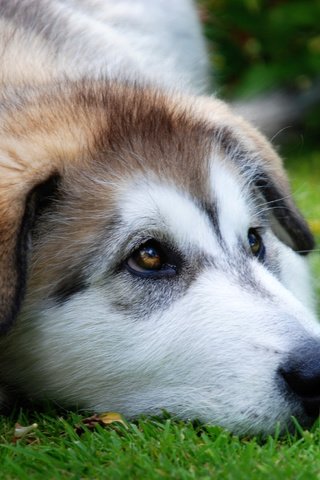 Обои лето, взгляд, собака, луг, щенок, хаски, преданность, summer, look, dog, meadow, puppy, husky, devotion разрешение 2500x1674 Загрузить