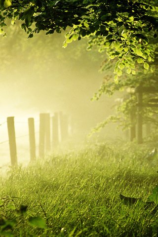 Обои трава, деревья, лес, утро, туман, забор, одуванчик, газон, grass, trees, forest, morning, fog, the fence, dandelion, lawn разрешение 1920x1200 Загрузить