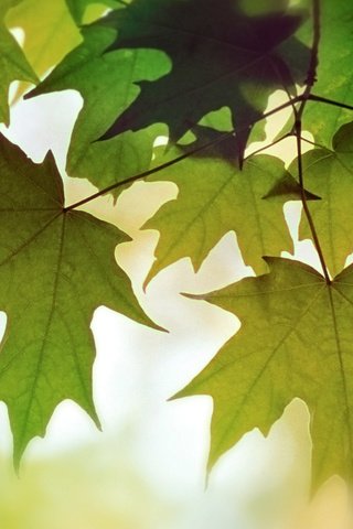 Обои листва, осень, цвет, foliage, autumn, color разрешение 1920x1080 Загрузить