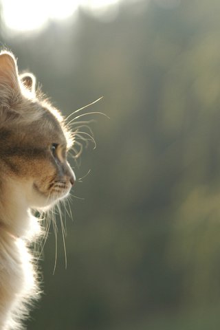 Обои улыбка, кот, кошка, взгляд, профиль, коричневый, smile, cat, look, profile, brown разрешение 2707x1800 Загрузить