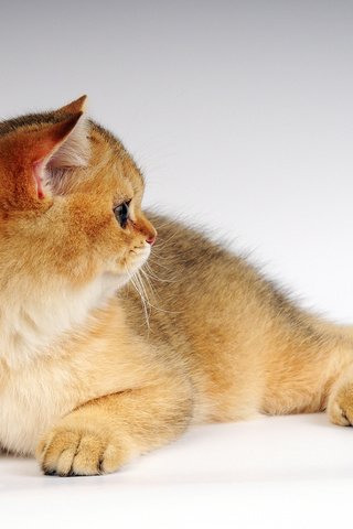 Обои кот, котенок, рыжик, cat, kitty, ginger разрешение 2560x1600 Загрузить