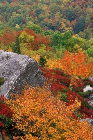 Обои небо, деревья, природа, осень, камень, the sky, trees, nature, autumn, stone разрешение 1999x1333 Загрузить