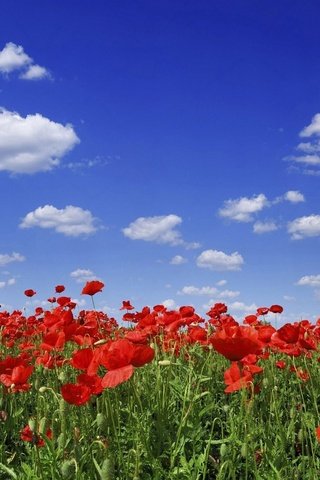 Обои небо, цветы, облака, маки, the sky, flowers, clouds, maki разрешение 1920x1200 Загрузить