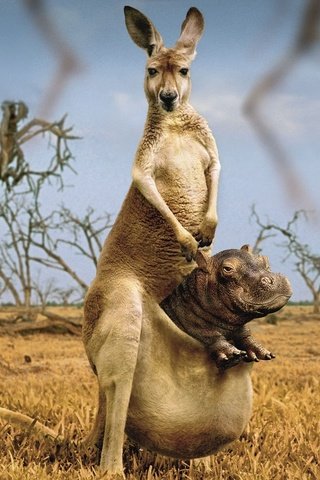 Обои юмор, кенгуру, странно, бегемот, humor, kangaroo, strange, hippo разрешение 2020x1070 Загрузить