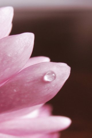 Обои макро, лепестки, розовый, хризантема, капля воды, macro, petals, pink, chrysanthemum, a drop of water разрешение 1920x1200 Загрузить