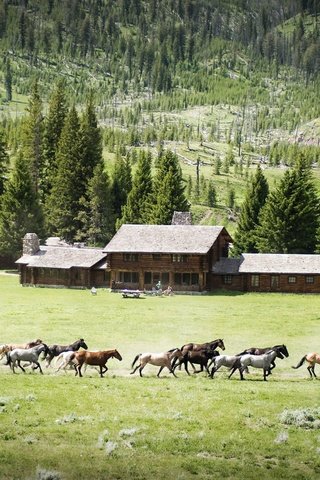 Обои природа, пейзаж, кони, nature, landscape, horses разрешение 3000x1600 Загрузить