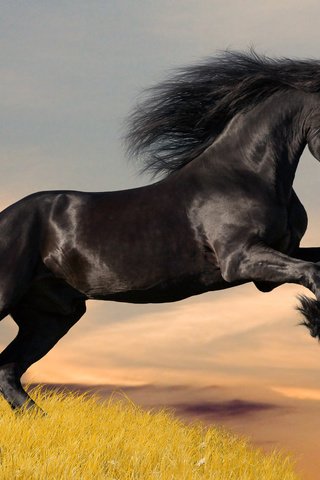 Обои лошадь, черный, мустанг, фризский конь, фриз, фризская, horse, black, mustang, friesian horse, frieze, frisian разрешение 2560x1600 Загрузить