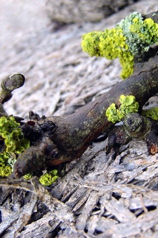 Обои ветка, природа, макро, мох, коряга, лишайники, branch, nature, macro, moss, snag, lichens разрешение 1920x1440 Загрузить