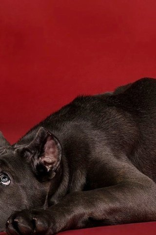 Обои собака, щенок, красный фон, кане-корсо, dog, puppy, red background, cane corso разрешение 1920x1113 Загрузить