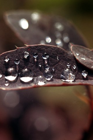 Обои макро, роса, капли, лист, растение, macro, rosa, drops, sheet, plant разрешение 1920x1200 Загрузить