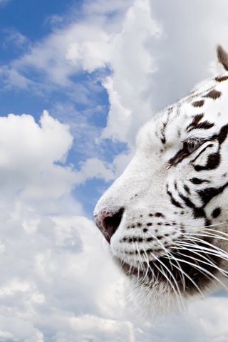 Обои тигр, небо, облака, tiger, the sky, clouds разрешение 1920x1200 Загрузить