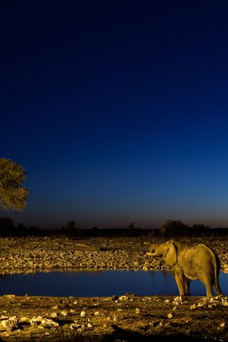 Обои ночь, слон, жираф, водопой, night, elephant, giraffe, drink разрешение 2560x1600 Загрузить