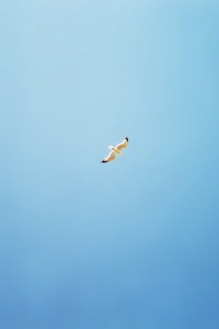 Обои синий, чайка, минимализм, птицы, blue, seagull, minimalism, birds разрешение 2560x1600 Загрузить