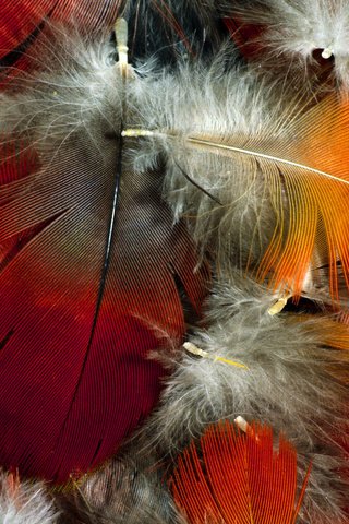 Обои цвет, перья, пух, перо, перышко, color, feathers, fluff, pen, a feather разрешение 1920x1200 Загрузить