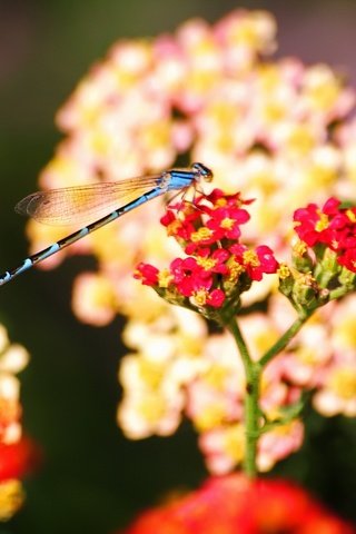 Обои цветы, насекомые, стрекоза, flowers, insects, dragonfly разрешение 1920x1440 Загрузить