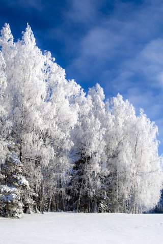 Обои небо, лес, зима, холодно, winter is beautiful but cold, иний, the sky, forest, winter, cold, blue разрешение 3682x2592 Загрузить
