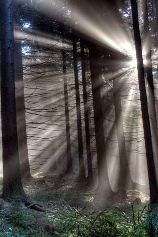 Обои свет, деревья, лес, лучи, light, trees, forest, rays разрешение 1920x1440 Загрузить