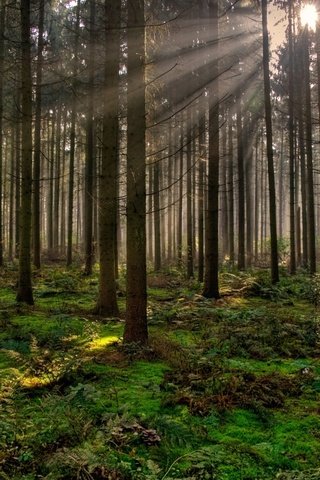 Обои деревья, вечер, природа, лес, лучи солнца, trees, the evening, nature, forest, the rays of the sun разрешение 1920x1200 Загрузить