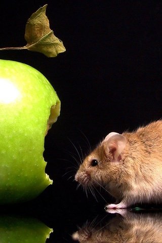 Обои отражение, черный фон, мышь, яблоко, укус, мышка, reflection, black background, mouse, apple, bite разрешение 1920x1200 Загрузить
