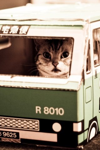 Обои nekobasu, кошачий автобус, котик, cat bus, cat разрешение 1920x1200 Загрузить