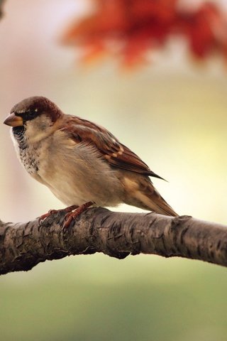 Обои ветка, птицы, воробей, branch, birds, sparrow разрешение 2560x1600 Загрузить